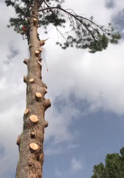 Tala y poda en altura de árboles en Valladolid y provincia